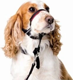 Halti OptiFit Headcollar - Hond - Anti Trekhalsband - Maat M - Voor Labrador, Boxer, Dobermann, Golden Retriever 17 Halti OptiFit Headcollar - Hond - Anti Trekhalsband - Maat M - Voor Labrador, Boxer, Dobermann, Golden Retriever -Merkloos Winkel 1092x1200
