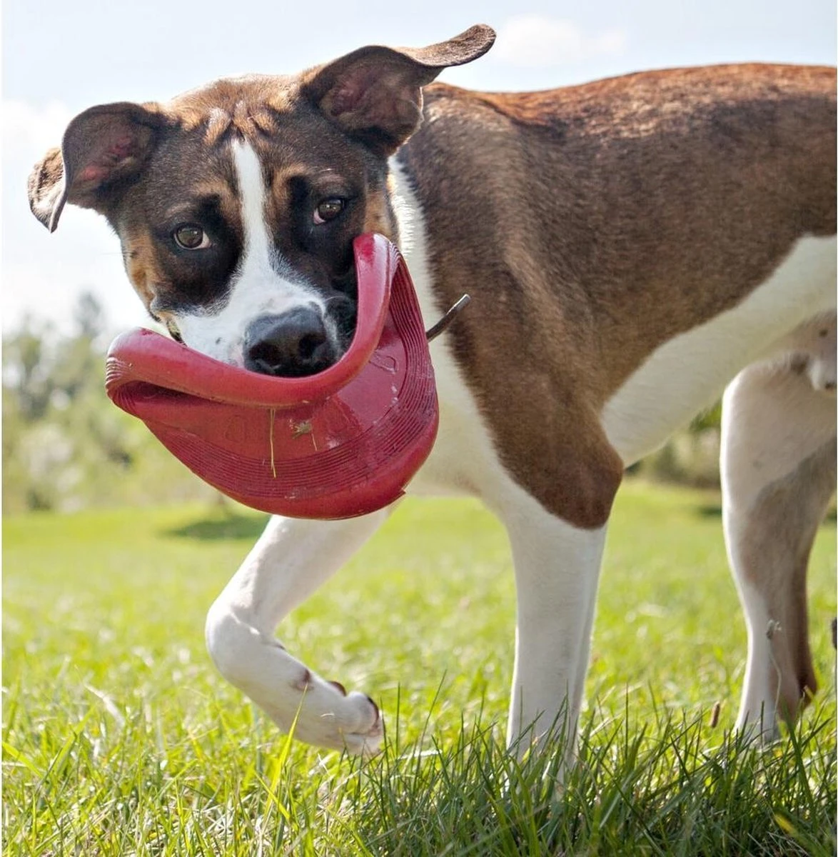 Kong Flyer Frisbee - Hondenspeelgoed - Rood - Ø25 Cm 6 Kong Flyer Frisbee - Hondenspeelgoed - Rood - Ø25 Cm - Afbeelding 4