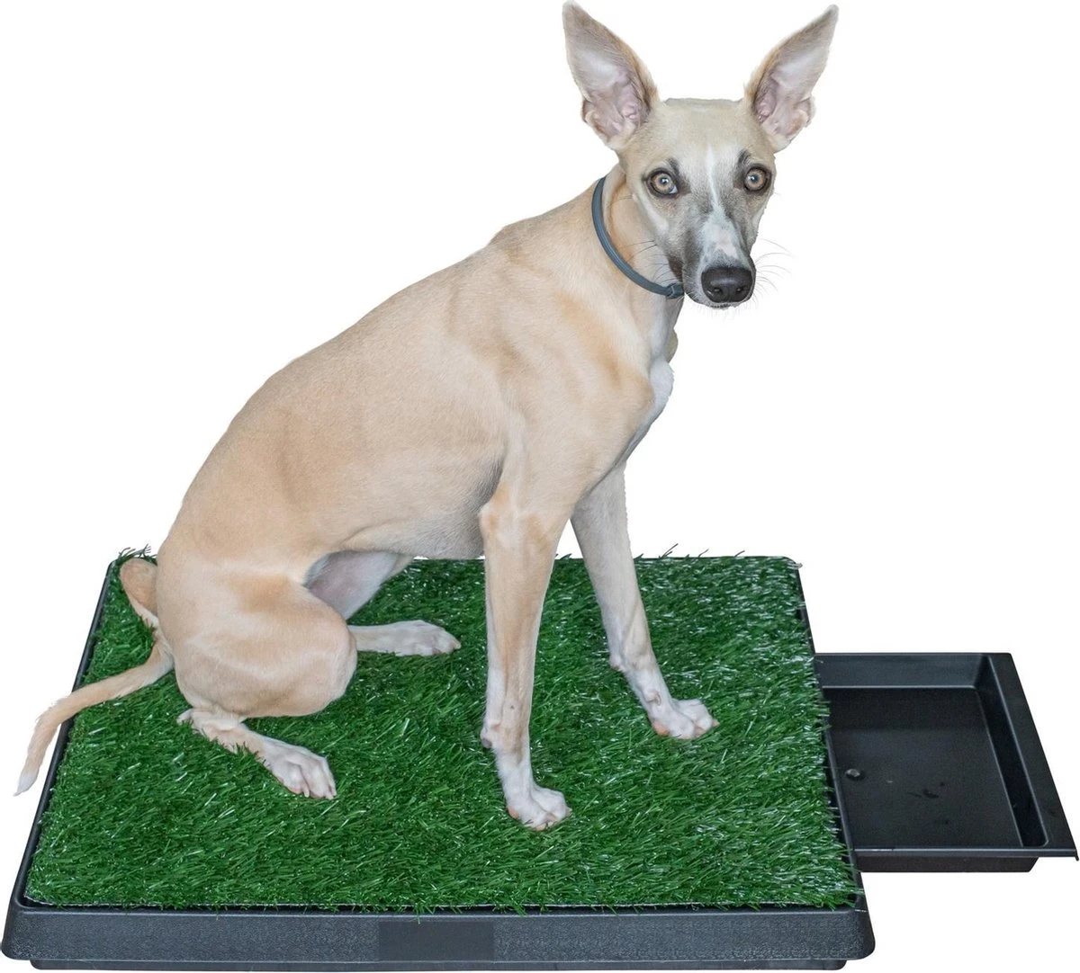 Adori Trainingsmat Gras - Hondentoilet - 50x63 Cm Multi-Color 6 Adori Trainingsmat Gras - Hondentoilet - 50x63 Cm Multi-Color - Afbeelding 4