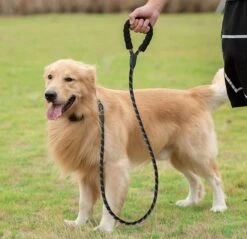 Comfortabele Hondenriem Met Gevoerd Handvat – Stevige Nylon Hondenlijn – Riem Voor Honden -Merkloos Winkel 1200x1159 22