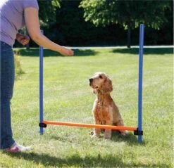 Trixie Dog Activity Agility Horde - Blauw/Oranje - 123 X 115 X 3 Cm 12 Trixie Dog Activity Agility Horde - Blauw/Oranje - 123 X 115 X 3 Cm -Merkloos Winkel 1200x1163 13