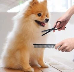 Petsify - Professionele 8-delige Huisdier Knipset - Effileerschaar Hond - Kam Hond - Schaar Hond - Katten Kam - Hondenschaar - Trimschaar Voor Honden - Kapperset - Zwart 11 Petsify - Professionele 8-delige Huisdier Knipset - Effileerschaar Hond - Kam Hond - Schaar Hond - Katten Kam - Hondenschaar - Trimschaar Voor Honden - Kapperset - Zwart -Merkloos Winkel 1200x1166 2