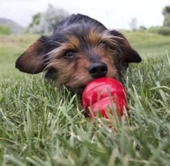 Kong Kauwbot - Hondenspeelgoed - Rood - L 32 Kong Kauwbot - Hondenspeelgoed - Rood - L -Merkloos Winkel 1200x1171 7