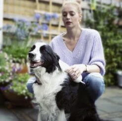 Merkloos HondenFöhn En Borstel - RVS Borstel - Huisdieren - 2 In 1 Hondenföhn 17 Merkloos HondenFöhn En Borstel - RVS Borstel - Huisdieren - 2 In 1 Hondenföhn -Merkloos Winkel 1200x1190 5