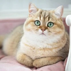 Lord Lou - George Roze Velvet S - Luxe Hondenmand - Luxe Kattenmand - 49x40x31 -Merkloos Winkel 1200x1197 14