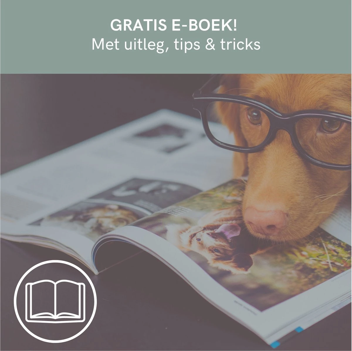 Comfort Company Praatknop Hond | Dogbuttons – Honden Speelgoed | Honden Speelgoed Intelligentie | 4 Stuks | Agility Voor De Hond | 30 Seconden Opnamen | Honden Training 9 Comfort Company Praatknop Hond | Dogbuttons – Honden Speelgoed | Honden Speelgoed Intelligentie | 4 Stuks | Agility Voor De Hond | 30 Seconden Opnamen | Honden Training - Afbeelding 7