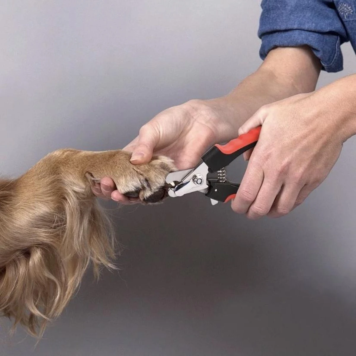 Merkloos Nagelknipper Hond - Huisdier - Dier - Kat - Nageltang - Nagelschaar - Nagels Knippen Hond - Dierennagel Knipper 3 Merkloos Nagelknipper Hond - Huisdier - Dier - Kat - Nageltang - Nagelschaar - Nagels Knippen Hond - Dierennagel Knipper