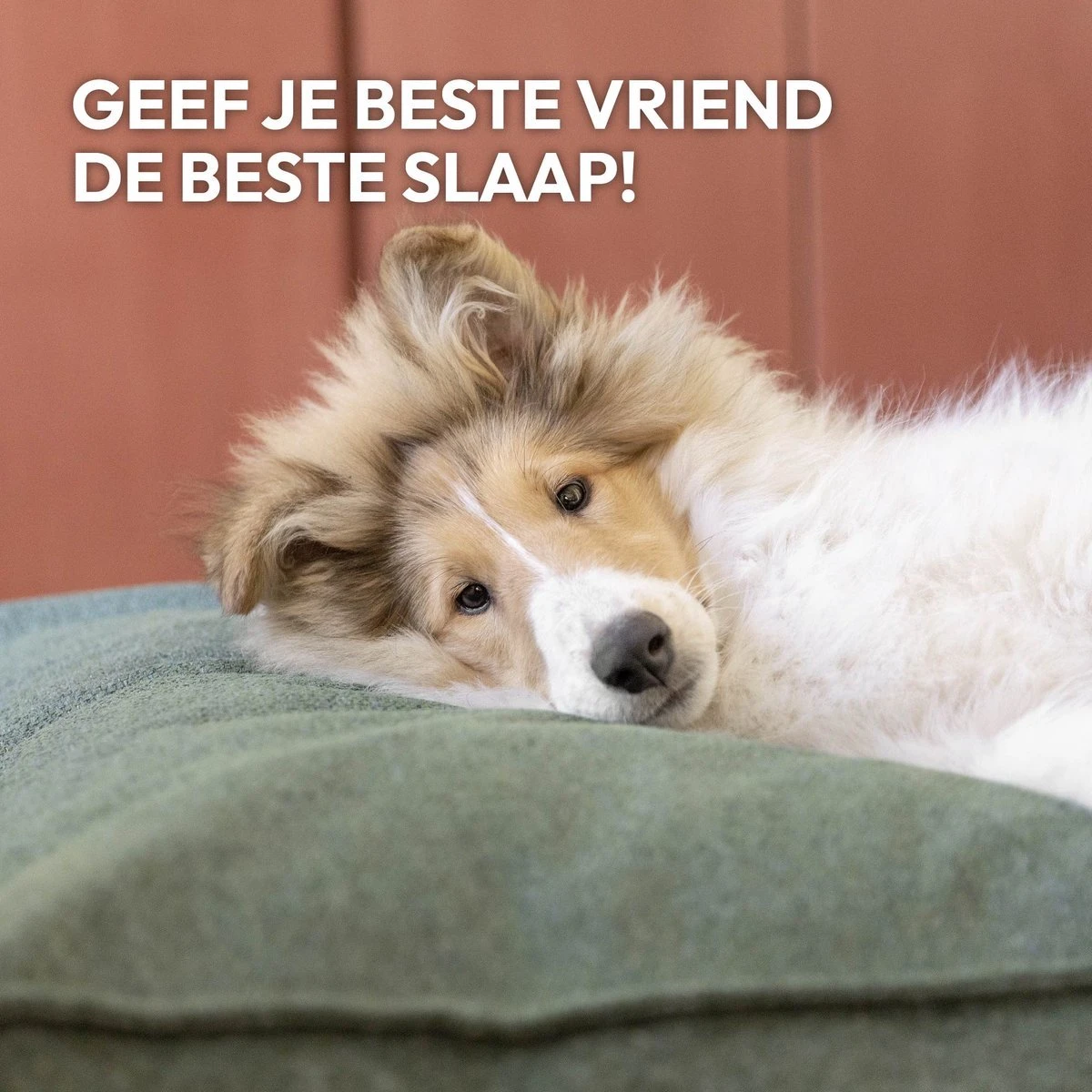 Snoozle Orthopedische Hondenmand - Zacht En Luxe Hondenkussen - Hondenbed - Wasbaar - Hondenmanden - 120 X 90 Cm - Groen 11 Snoozle Orthopedische Hondenmand - Zacht En Luxe Hondenkussen - Hondenbed - Wasbaar - Hondenmanden - 120 X 90 Cm - Groen - Afbeelding 9