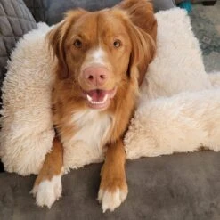 Origineel Hondendeken Voor Bank M – Hondenkleed Fluffy – Pluche Hondenbed - Hondenmand Premium - Volledig Afritsbaar - Beige -Merkloos Winkel 1200x1200 1016