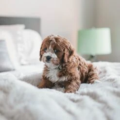 Fluffy Blanket - Pluche Hondendeken - 120 X 100 CM - Grijs - Voor De Auto Of Bank - Fleece 11 Fluffy Blanket - Pluche Hondendeken - 120 X 100 CM - Grijs - Voor De Auto Of Bank - Fleece -Merkloos Winkel 1200x1200 1098