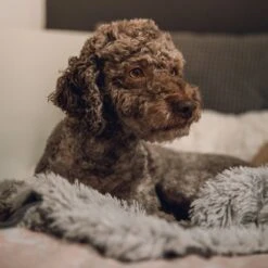 Fluffy Blanket - Pluche Hondendeken - 120 X 100 CM - Grijs - Voor De Auto Of Bank - Fleece 12 Fluffy Blanket - Pluche Hondendeken - 120 X 100 CM - Grijs - Voor De Auto Of Bank - Fleece -Merkloos Winkel 1200x1200 1099