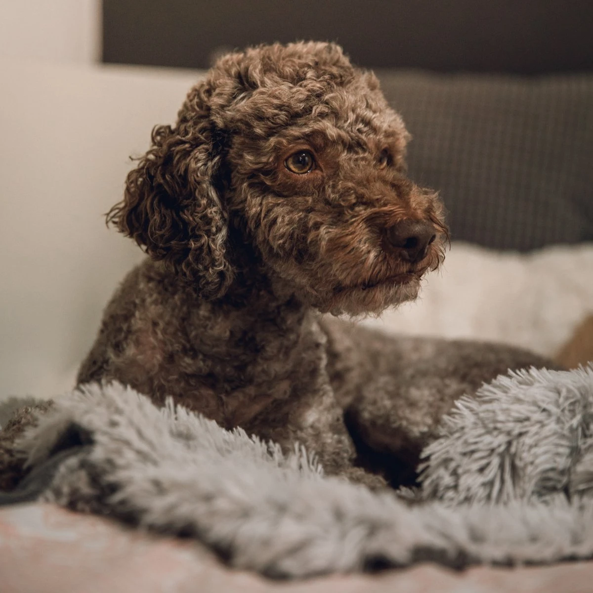 Fluffy Blanket - Pluche Hondendeken - 120 X 100 CM - Grijs - Voor De Auto Of Bank - Fleece 7 Fluffy Blanket - Pluche Hondendeken - 120 X 100 CM - Grijs - Voor De Auto Of Bank - Fleece - Afbeelding 5