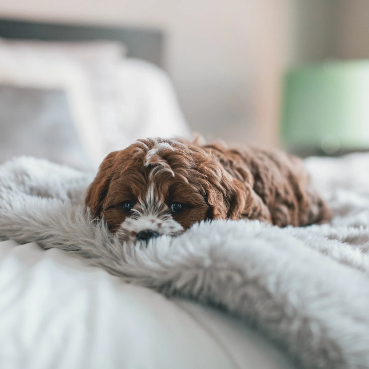 Fluffy Blanket - Pluche Hondendeken - 120 X 100 CM - Grijs - Voor De Auto Of Bank - Fleece 8 Fluffy Blanket - Pluche Hondendeken - 120 X 100 CM - Grijs - Voor De Auto Of Bank - Fleece - Afbeelding 6