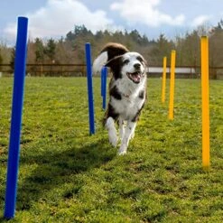 Agility Voor De Hond - 16 Delig - Agility Set - Hondentunnel - Horde - Slalom Palen - Honden Training Set - Honden Behendigheidsset - Agility Toestellen -Merkloos Winkel 1200x1200 1303