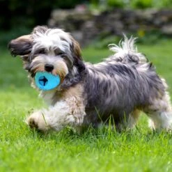 Nobleza Honden Speelgoed - Hondenspeeltjes - Hondenbal - Hondenspeelgoed - Honden Bal - Snackbal Hond - Kauwspeelgoed - Blauw - 8 Cm -Merkloos Winkel 1200x1200 1311