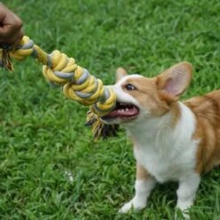 BoDutch Flostouw Hond - Hondenspeelgoed - Trektouw Hond - Hondentouw - Flostouw Hond - 60 Cm - Apporteerspeelgoed - Geel/Grijs 14 BoDutch Flostouw Hond - Hondenspeelgoed - Trektouw Hond - Hondentouw - Flostouw Hond - 60 Cm - Apporteerspeelgoed - Geel/Grijs -Merkloos Winkel 1200x1200 1319