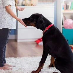 Merkloos Dog Buttons Praatknop Voor Honden - Met Opname Functie - Met Stickers - Intelligentie Speelgoed - 4 Stuks 11 Merkloos Dog Buttons Praatknop Voor Honden - Met Opname Functie - Met Stickers - Intelligentie Speelgoed - 4 Stuks -Merkloos Winkel 1200x1200 1331