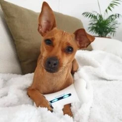 Cheerble Wickedbone|Automatisch Hondenspeeltje|Interactief En Intelligent Speelgoed Voor Honden|App & Bluetooth Bestuurbaar|USB Oplaadbaar 23 Cheerble Wickedbone|Automatisch Hondenspeeltje|Interactief En Intelligent Speelgoed Voor Honden|App & Bluetooth Bestuurbaar|USB Oplaadbaar -Merkloos Winkel 1200x1200 1471