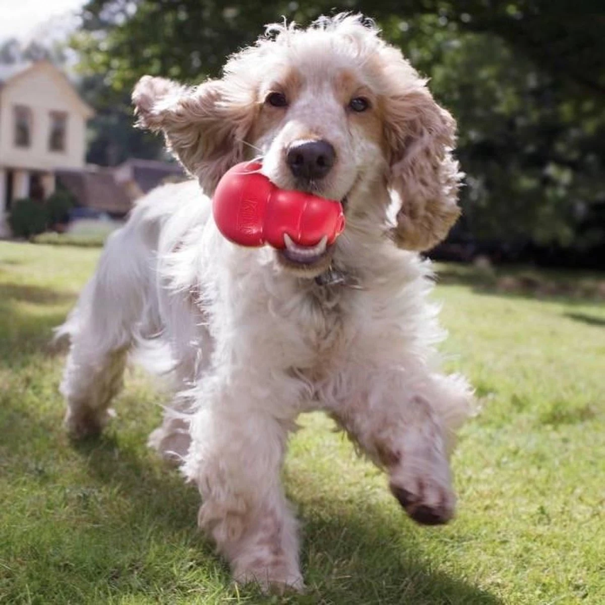 Kong Kauwbot - Hondenspeelgoed - Rood - L 7 Kong Kauwbot - Hondenspeelgoed - Rood - L - Afbeelding 5