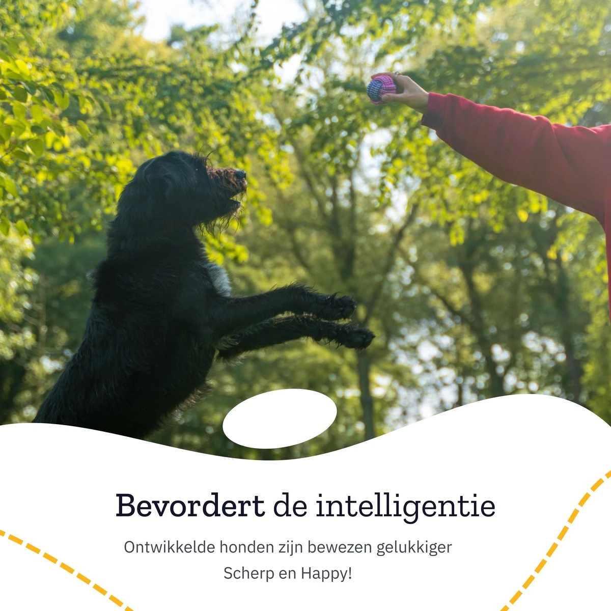 All 4 Pets Supply® Honden Speelgoed Set Geschikt Voor Puppy's T/m Middelgrote Honden - 12 Stuks - Hondenspeeltjes - Intelligentie - Touw - Flostouw - Bijtring - Bal 4 All 4 Pets Supply® Honden Speelgoed Set Geschikt Voor Puppy's T/m Middelgrote Honden - 12 Stuks - Hondenspeeltjes - Intelligentie - Touw - Flostouw - Bijtring - Bal - Afbeelding 2