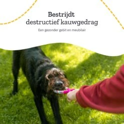 All 4 Pets Supply® Honden Speelgoed Set Geschikt Voor Puppy's T/m Middelgrote Honden - 12 Stuks - Hondenspeeltjes - Intelligentie - Touw - Flostouw - Bijtring - Bal 17 All 4 Pets Supply® Honden Speelgoed Set Geschikt Voor Puppy's T/m Middelgrote Honden - 12 Stuks - Hondenspeeltjes - Intelligentie - Touw - Flostouw - Bijtring - Bal -Merkloos Winkel 1200x1200 1498