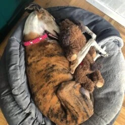 Merkloos Hondenknuffel - Puppyknuffel Met Hartslag - Knuffel Met Hartslag - Antistress Hond - Hondenspeelgoed -Merkloos Winkel 1200x1200 1518