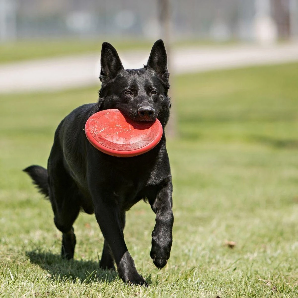Kong Flyer Frisbee - Hondenspeelgoed - Rood - Ø25 Cm 10 Kong Flyer Frisbee - Hondenspeelgoed - Rood - Ø25 Cm - Afbeelding 8