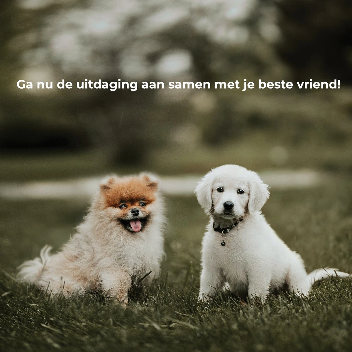 AYOO Agility Voor De Hond - Honden Training - Honden Behendigheid Set - Hondenparcours - Training Huisdieren - Honden Agility Set - Slalom - Horde - Draagzak - Agility Set - Oranje - Wit - GRATIS Speeltouw 11 AYOO Agility Voor De Hond - Honden Training - Honden Behendigheid Set - Hondenparcours - Training Huisdieren - Honden Agility Set - Slalom - Horde - Draagzak - Agility Set - Oranje - Wit - GRATIS Speeltouw - Afbeelding 9