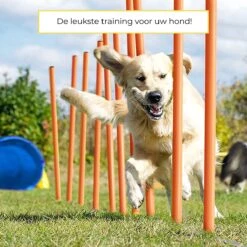 AYOO Agility Voor De Hond - Honden Agility Set - Honden Training - Honden Behendigheid Set - Honden Parcours - Training Huisdieren - Tunnel - Slalom - Horde - Draagzak - 21 Delig - GRATIS Speeltouw 11 AYOO Agility Voor De Hond - Honden Agility Set - Honden Training - Honden Behendigheid Set - Honden Parcours - Training Huisdieren - Tunnel - Slalom - Horde - Draagzak - 21 Delig - GRATIS Speeltouw -Merkloos Winkel 1200x1200 1614