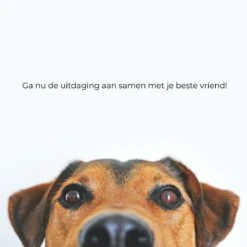 AYOO Agility Voor De Hond - Honden Agility Set - Honden Training - Honden Behendigheid Set - Honden Parcours - Training Huisdieren - Tunnel - Slalom - Horde - Draagzak - 21 Delig - GRATIS Speeltouw 15 AYOO Agility Voor De Hond - Honden Agility Set - Honden Training - Honden Behendigheid Set - Honden Parcours - Training Huisdieren - Tunnel - Slalom - Horde - Draagzak - 21 Delig - GRATIS Speeltouw -Merkloos Winkel 1200x1200 1618