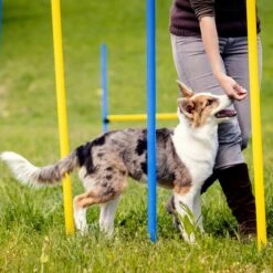Agility Voor De Hond - Agility Set- Hondentunnel 300 Cm- Slalom Set - Horde - Startveld - Honden Behendigheidsset - 16 Delig - Tunnel - Slalom - Horde - Agility Set Voor De Hond - Agility Set -Merkloos Winkel 1200x1200 1627