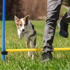 Agility Voor De Hond - Agility Set- Hondentunnel 300 Cm- Slalom Set - Horde - Startveld - Honden Behendigheidsset - 16 Delig - Tunnel - Slalom - Horde - Agility Set Voor De Hond - Agility Set -Merkloos Winkel 1200x1200 1629