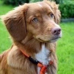 Rebel Petz - Honden Trainingslijn Met Halsband - Taupe, Zwart, Groen & Oranje - Maat Small Of Large - Kleur: Taupe, Maat: Large -Merkloos Winkel 1200x1200 1733