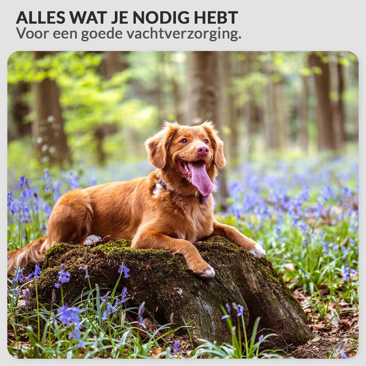 Hondenföhn/Waterblazer - Verstelbare Vermogen Standen (500W Tot 2400W) En Verstelbare Temperatuur - Zwart 10 Hondenföhn/Waterblazer - Verstelbare Vermogen Standen (500W Tot 2400W) En Verstelbare Temperatuur - Zwart - Afbeelding 8