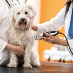 Nobleza Dieren Tondeuse Set - 4 Opzetkammen - Draadloos - Voor Huisdieren Katten & Honden -Merkloos Winkel 1200x1200 238