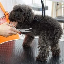 Merkloos Premium Gebogen Trimschaar Honden - Huisdier Trimmen - Hoofd, Poten Ogen & Oren - Kat & Hond Knippen - Veilige Schaar -Merkloos Winkel 1200x1200 269