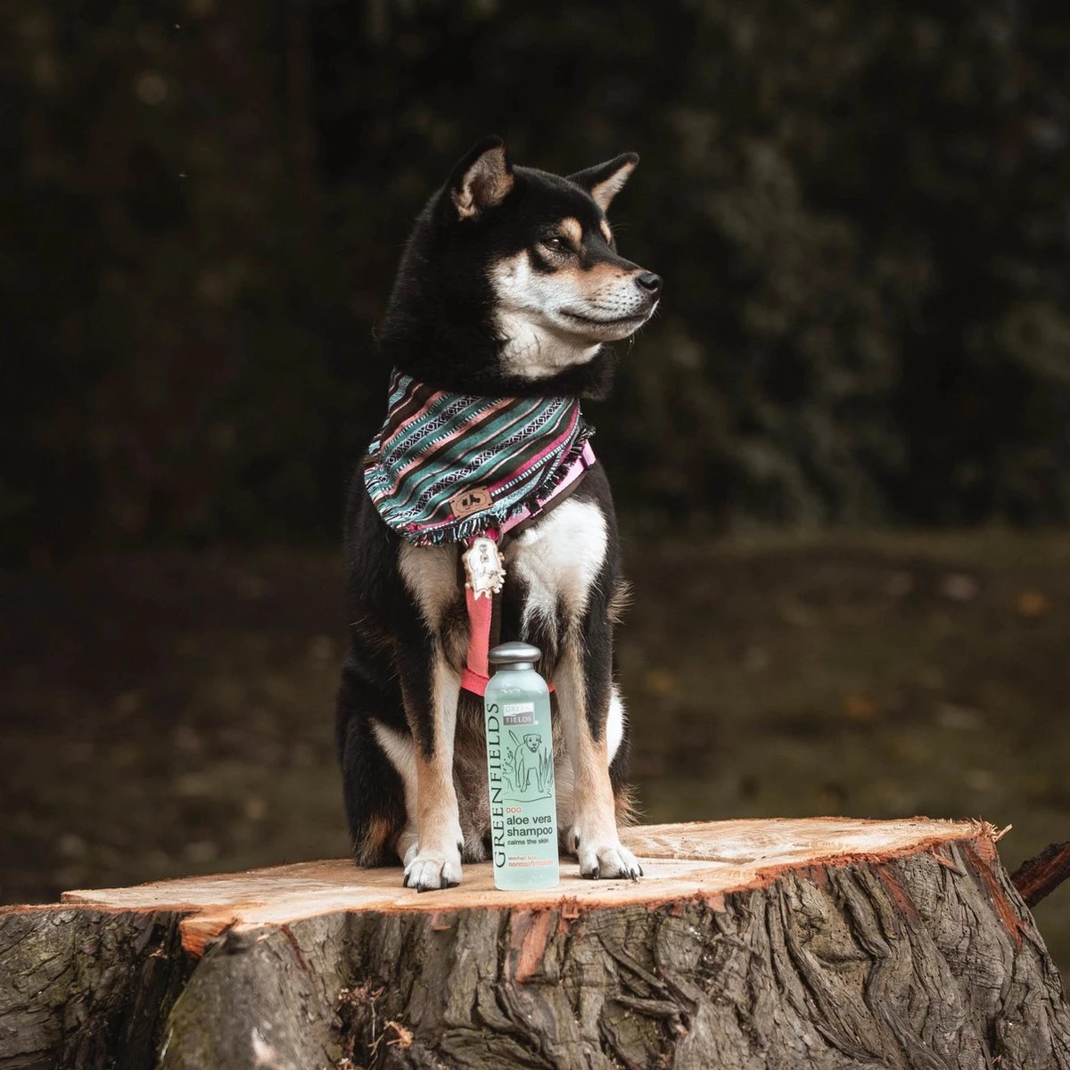 Greenfields - Krachtige Hondenshampoo Met Aloe Vera - Inhoud 270 Ml Of 5 L - 270 Ml 4 Greenfields - Krachtige Hondenshampoo Met Aloe Vera - Inhoud 270 Ml Of 5 L - 270 Ml - Afbeelding 2