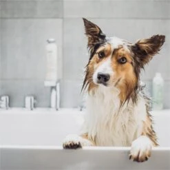 Greenfields Vacht Verzorging Set Voor Honden Shampoo, Conditioner & Droogshampoo -Merkloos Winkel 1200x1200 348
