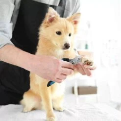 Merkloos Zetamo Professionele Nagelschaar|Nagelschaar Hond | Nagelschaar Kat| Nagelknipper Hond En Kat| Nagelknipper Kat| Nagelknipper Hond|NagelTang Dieren|Poot Verzorging 10 Merkloos Zetamo Professionele Nagelschaar|Nagelschaar Hond | Nagelschaar Kat| Nagelknipper Hond En Kat| Nagelknipper Kat| Nagelknipper Hond|NagelTang Dieren|Poot Verzorging -Merkloos Winkel 1200x1200 414