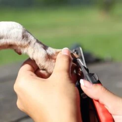 Merkloos Nagelschaar - Nagelschaartje - Nagelknipper - Geschikt Voor Hond Kat Konijn Cavia Vogel - 12 CM -Merkloos Winkel 1200x1200 419