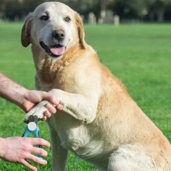 WVspecials® Professionele Dieren Nagelschaar Met Led Licht - Dieren Nagelschaar - Nagelschaar Hond - Honden Nagelknipper - Hondennagels - Honden Knip Schaar - Nageltang - Met LED Licht, Veiligheidsstop En Nagelvijl - Black Friday - Sinterklaas -Merkloos Winkel 1200x1200 447