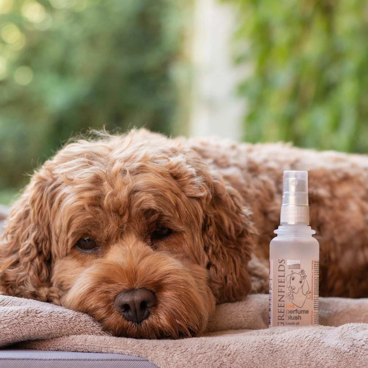 Hondenparfum Spray In 4 Geuren - Greenfields - Alchoholvrije En PH Neutrale Formule Tegen Onaangename Geurtjes - 50ml - Exotic 8 Hondenparfum Spray In 4 Geuren - Greenfields - Alchoholvrije En PH Neutrale Formule Tegen Onaangename Geurtjes - 50ml - Exotic - Afbeelding 6