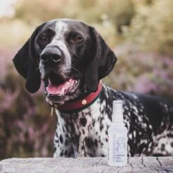 Hondenparfum Spray In 4 Geuren - Greenfields - Alchoholvrije En PH Neutrale Formule Tegen Onaangename Geurtjes - 50ml - Exotic 34 Hondenparfum Spray In 4 Geuren - Greenfields - Alchoholvrije En PH Neutrale Formule Tegen Onaangename Geurtjes - 50ml - Exotic -Merkloos Winkel 1200x1200 465