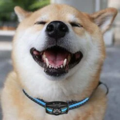 Premium Anti Blafband Apparaat Om Je Hond Snel En Effectief Te Laten Stoppen Met Blaffen - Diervriendelijke Opvoedingshalsband Zonder Schok - Trainingshalsband Voor Grote En Kleine Honden - Anti Blaf Apparaat - Correctie Halsband -Merkloos Winkel 1200x1200 654