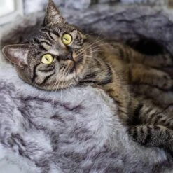 District 70 NORDIC - Luxe Kattenmand Op Pootjes - 40x30x25cm In Silver - Silver -Merkloos Winkel 1200x1200 837