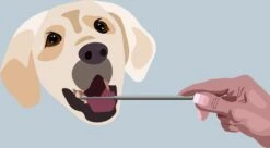 AE Dogz Tandsteenverwijderaar/Tandenkrabber -Merkloos Winkel 1200x663 4