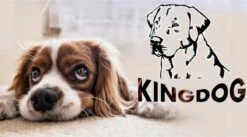 KingDog - Groot Honden- En Kattenbed 75 X 65 | Donkergrijs - Maat M -Merkloos Winkel 1200x665