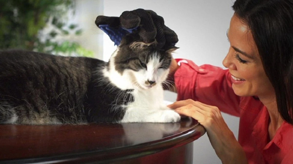 Vacht Verzorgingsborstel Voor Huisdieren - Blauw - LimitedDeals - Voor Honden Katten Konijnen Paarden - Tevens Massage Handschoen Voor Dieren! - Goed Voor De Verzorging Van De Vacht 10 Vacht Verzorgingsborstel Voor Huisdieren - Blauw - LimitedDeals - Voor Honden Katten Konijnen Paarden - Tevens Massage Handschoen Voor Dieren! - Goed Voor De Verzorging Van De Vacht - Afbeelding 8