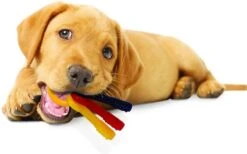 Nylabone Puppy Teething Key Flexible Geel&Blauw&Rood - Hondenspeelgoed - Wolf Tot 16kg -Merkloos Winkel 1200x746 4
