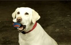 Chuckit! Chuckit Ultra Squeaker Ball Medium ø 6 Cm 2 - Pack -Merkloos Winkel 1200x760 1